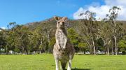 Acacia Grampians Kangaroo Joey