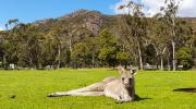 Acacia Grampians Kangaroo