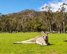 Acacia Grampians Kangaroo