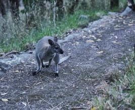 Wildlife Wonders Release of Red necked Wallaby 2