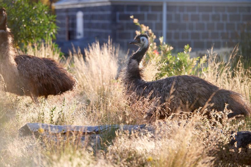 42625 Slumber Safari Werribee Open Range Zoo Couple attending Slumber Safari at Werribee Open Range Zoo. Slumber 57