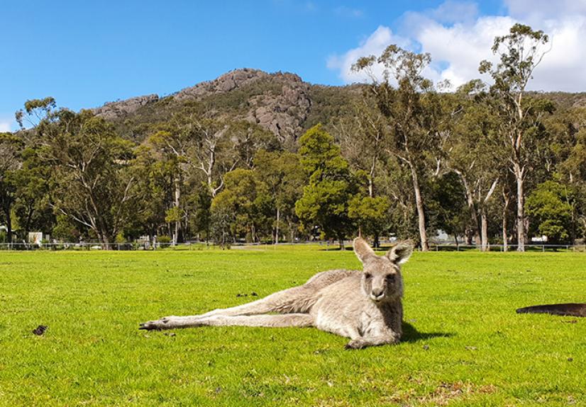 Acacia Grampians Kangaroo