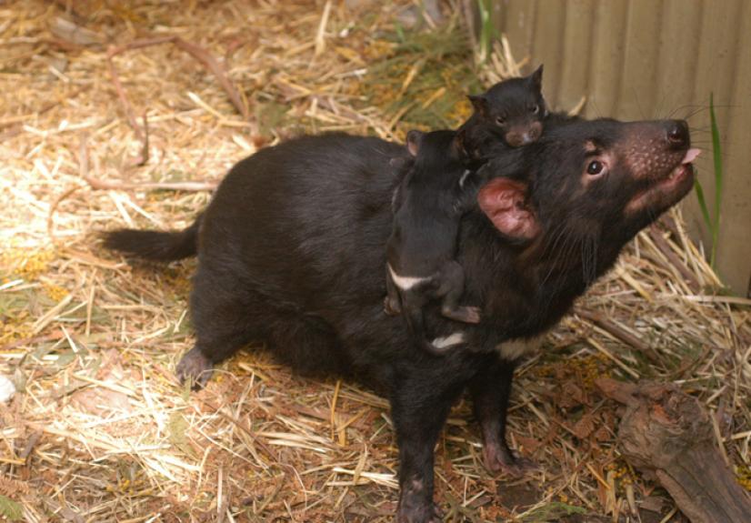 BALLARAT WILDLIFE PARK 3