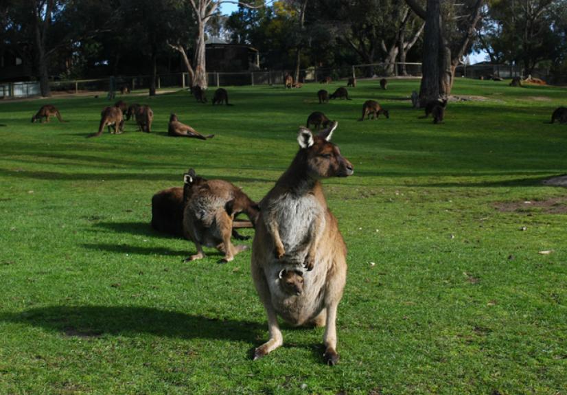 BALLARAT WILDLIFE PARK 4