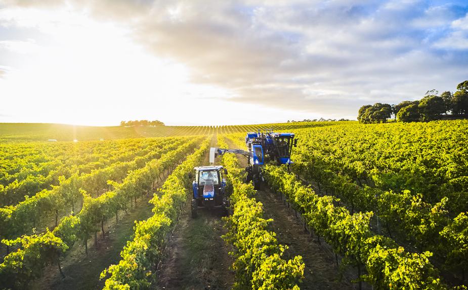 Bests Wines harvesting by Marcus Thomson 2021