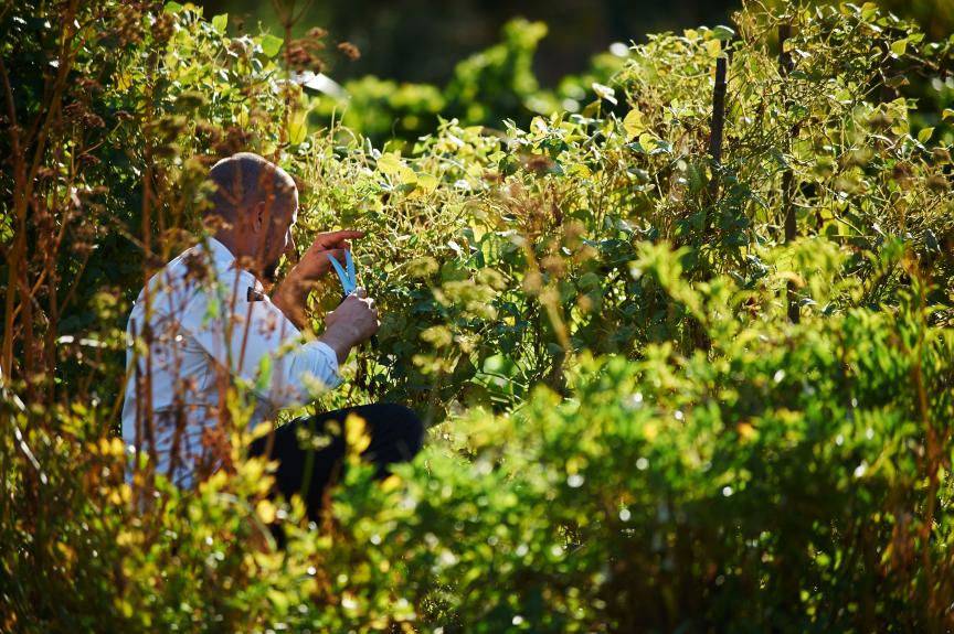 Brae Kitchen Garden