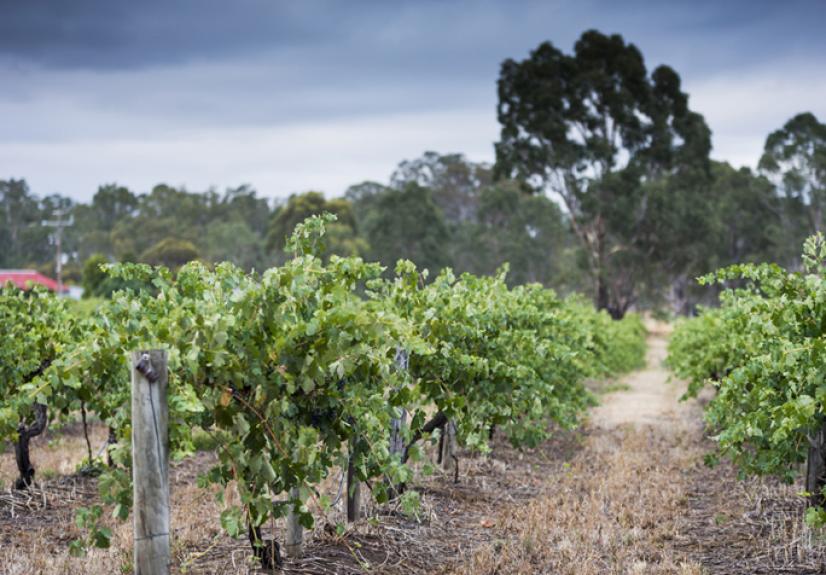 GRAMPIANS ESTATE 5 GRAMPIANS 684x476