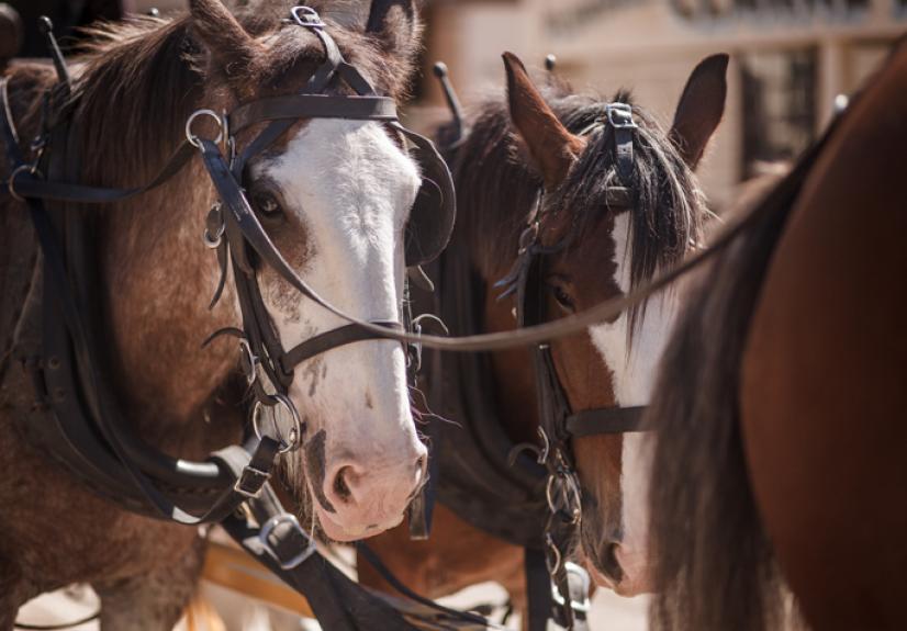 SOVEREIGN HILL 5