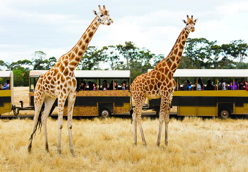 WERRIBEE ZOO 1