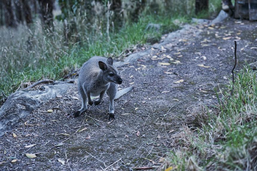 Wildlife Wonders Release of Red necked Wallaby 2