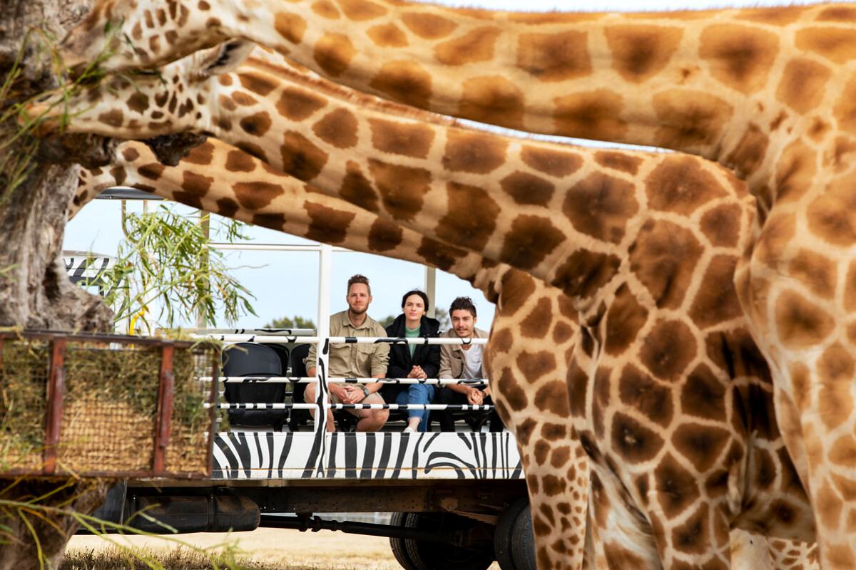 28431 Early morning on the savannah with a keeper Werribee Open Range Zoo 0B9A3016 Edit