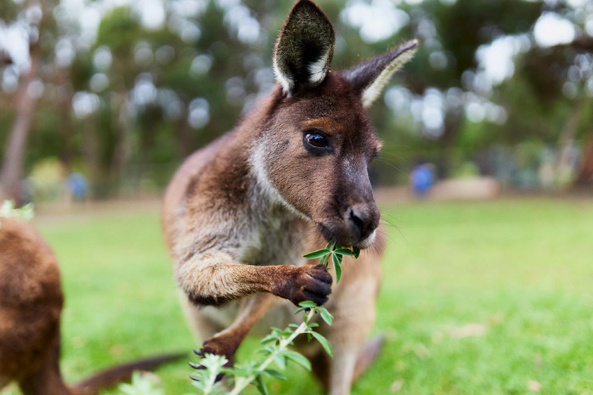 Ballarat Wildlife Park 43