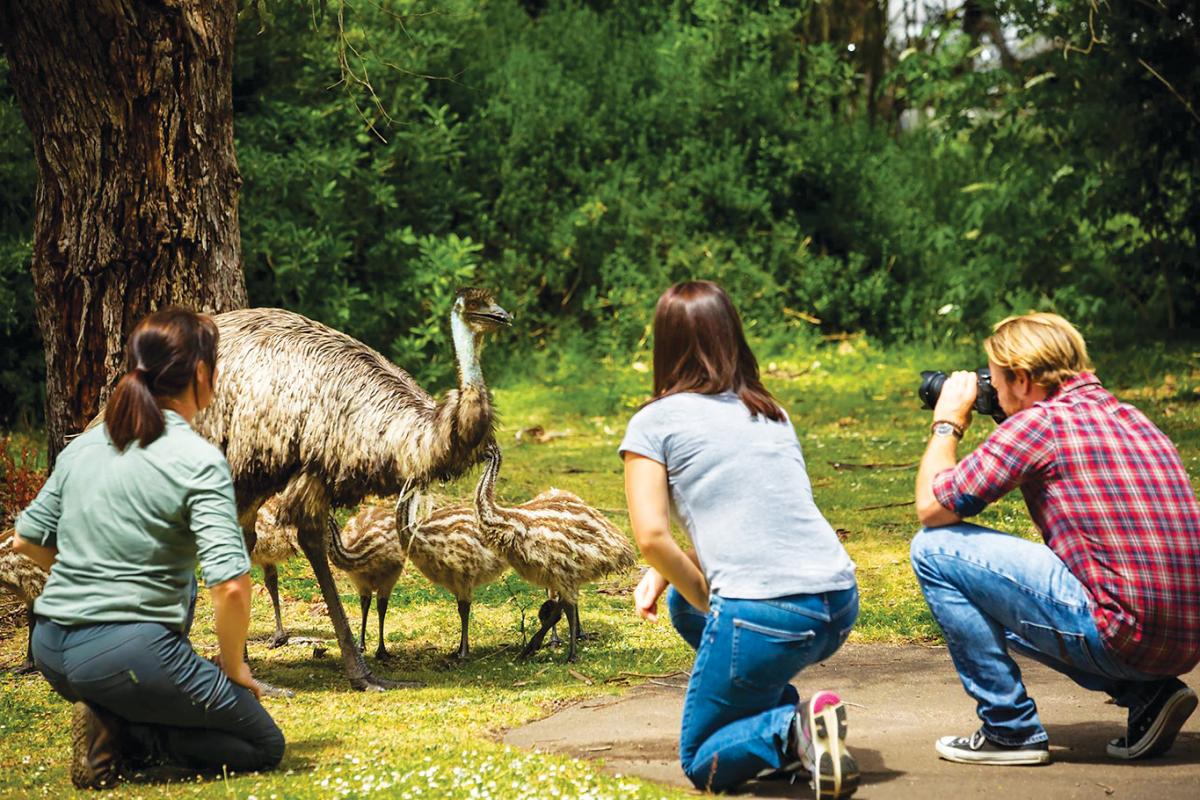 Tower Hill emus